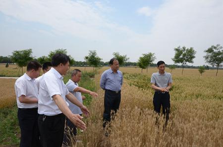 儲備糧公司領導深入開展夏糧生產(chǎn)及市場調研工作