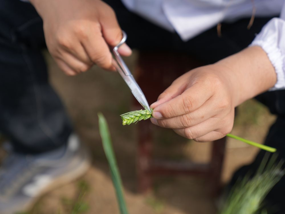 新華社：培育優(yōu)質(zhì)種子 青春力量在行動