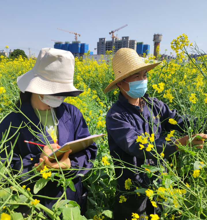 種業(yè)集團(tuán)：楊凌高科全力以赴開展油菜品種田間純度鑒定和“兩菜”市場調(diào)研活動